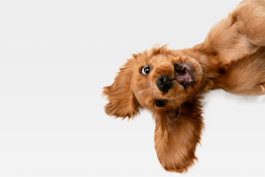 Protecting pets when California couples part ways